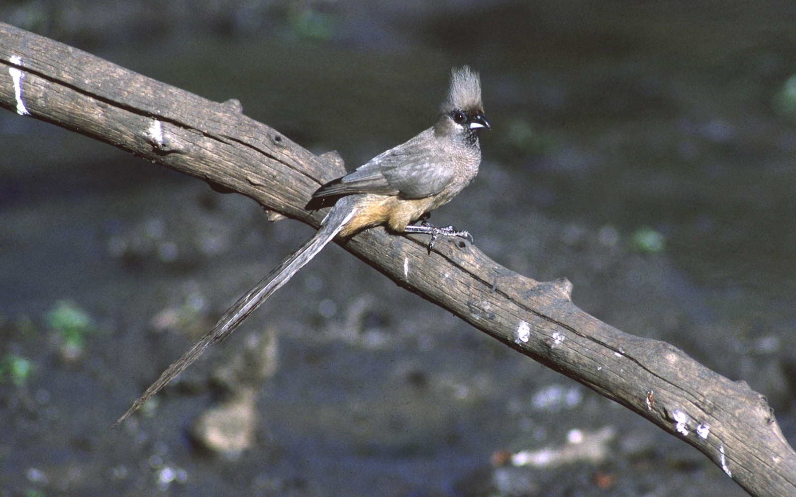 image Speckled Mousebird